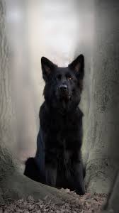 black dog german shepherd 1125x2436