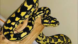 vedra jungle carpet python training
