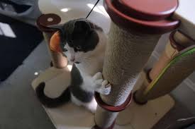 cats review the petlibro infinity cat tree