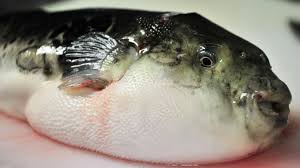 Any species of fish of the family tetraodontidae that have the ability to inflate themselves to a globe several times their normal size by swallowing water or air when threatened; Hybrid Puffer Fish Could Cause Food Confusion In Japan Bbc News