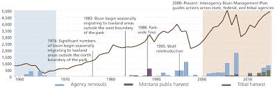 History Of Bison Management In Yellowstone U S National