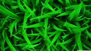 Green Grass Macro Ultra HD Desktop ...