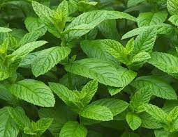 Altogether, the genus includes 25 different kinds. Peppermint Vs Spearmint What S The Difference