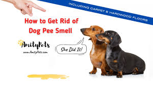 how to get rid of dog smell in