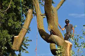Tree Service – Windwood Landscaping, 57% OFF