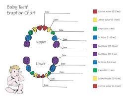 Teeth Diagram For Kids Technical Diagrams