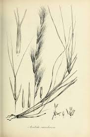 File:Aristida caerulescens - Species graminum - Volume 3.jpg ...