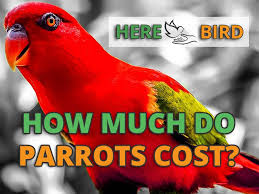 How Much Does A Parrot Cost 64 Popular Bird Prices Updated 2019