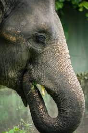 elephant eating iphone wallpaper