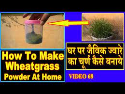 wheatgr powder juice how to grow