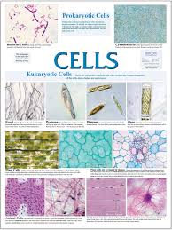 Cell Types Wall Chart