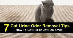 7 simple ways to get rid of cat smell