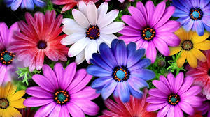 flower powerpoint background image