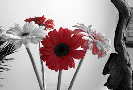 Image result for red and black flower