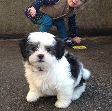 Eight week olds will need to be fed 3 times a day until they are about six. Maltese X Shih Tzu Designer Dogs Online