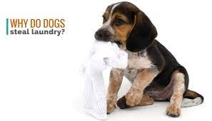 why do dogs steal laundry puppy leaks