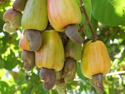 Nigeria's cashew sector challenges remain despite new facilities