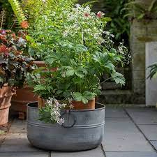 Buy Metal Planter Delivery By Waitrose