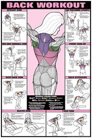 Back Workout Fitness Chart Co Ed