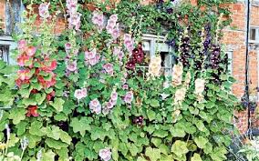 How To Grow English Cottage Garden Plants