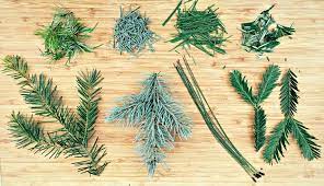 foraging for pine needles and other