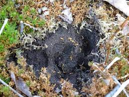 Was hilft gegen ameisen im haus oder in der wohnung? Ameisen Im Garten Arten Bekampfung Nutzen Und Mehr