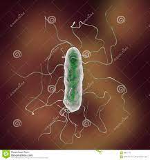 Proteus mirabilis bakteria ilustracji. Ilustracja złożonej z zakończenie -  90817112
