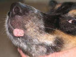 canine papilloma 5 facts about dog