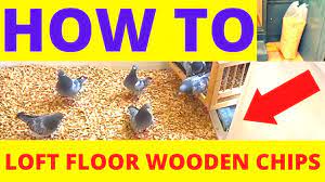 pigeons birds lofts floor how to