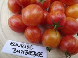 > graines potagères>tomates>tomate artisan™ purple bumble bee. Tomate Sunrise Bumblebee 10 Samen Knackig Und Sussaromatisch Ebay