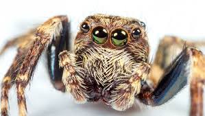 Utah Spiders