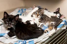 Tons of handling for kittens make them simpler to train also. Adopt A Kitten Or Two With Discounted Fees During The Aspca S Summer Purr Motion Aspca