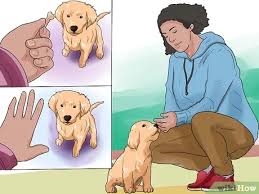 Potty training your puppy takes a lot of time and patience, and if you're. 6 Ways To Train A Golden Retriever Puppy Wikihow