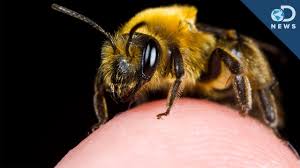 When the bee stings, it can't pull the stinger back out. The Most Painful Places To Get Stung By A Bee Youtube