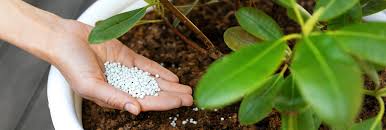 fertilize trees and shrubs plants