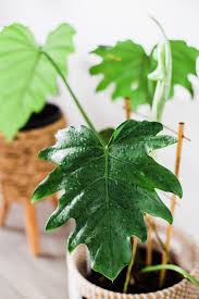 10 Pro Tips How To Clean Plant Leaves