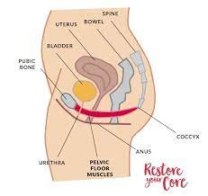 pelvic floor therapy improving your