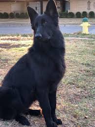 The gsd sheds heavily the long haired german shepherd dog comes in a variety of colors like black and tan, sable, bicolor, black, white. Solid Black Long Coat German Shepherd