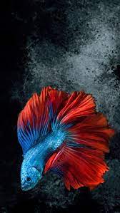 hd red fish wallpapers peakpx
