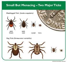 tick bite prevention treating tick