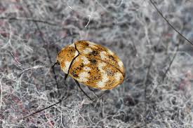 dreaded carpet beetle