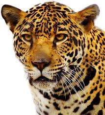 jaguar png image with transpa