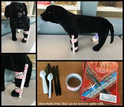 A broken tail will often heal on its own without being splinted. When Your Pet Breaks A Bone Immediate Care And How To Transport