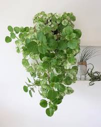 Swedish Ivy Hanging Plants Safe