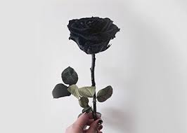 black rose mean