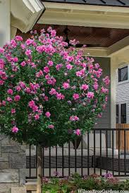 Buy Lucy Rose Of Sharon Tree Free
