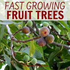 six fast growing fruit trees and one