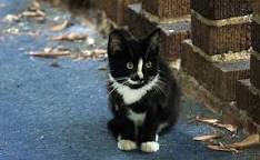 Bugün Dünya Sokak Hayvanları Günü Bugün Dünya Sokak Hayvanları Günü