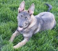 In the gsd, sable usually shows up as black and tan in a getting as much information as possible before you look at german shepherd puppies for sale is crucial to pinpointing what you are looking for in a dog. Sable German Shepherd Puppies For Sale 2018 Litters Hayes Haus
