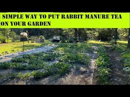 easy way to apply rabbit manure tea to